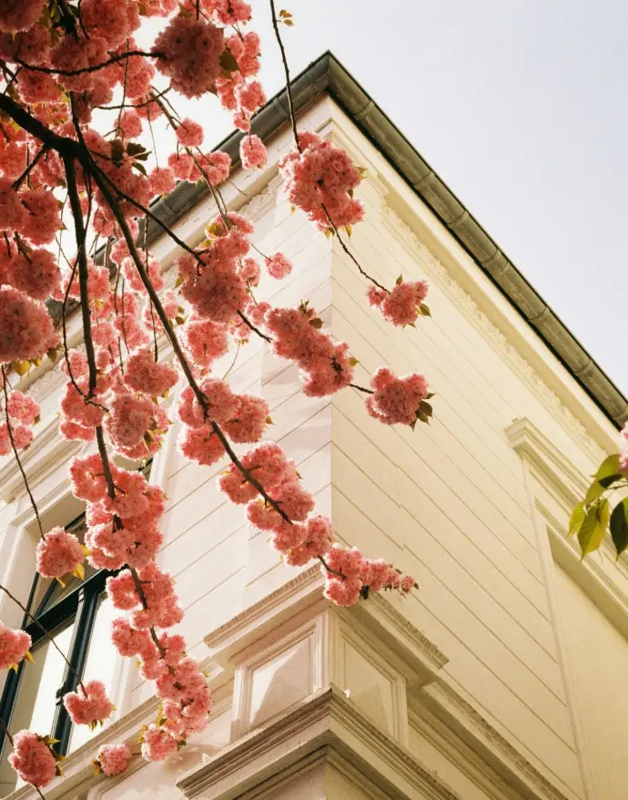 a tree with pink flowers