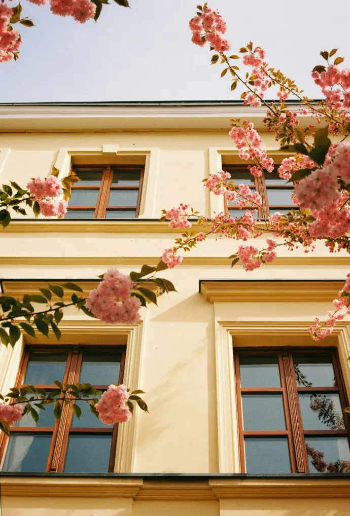 Hausfassade saniert Wien Hernals mit blühendem Baum